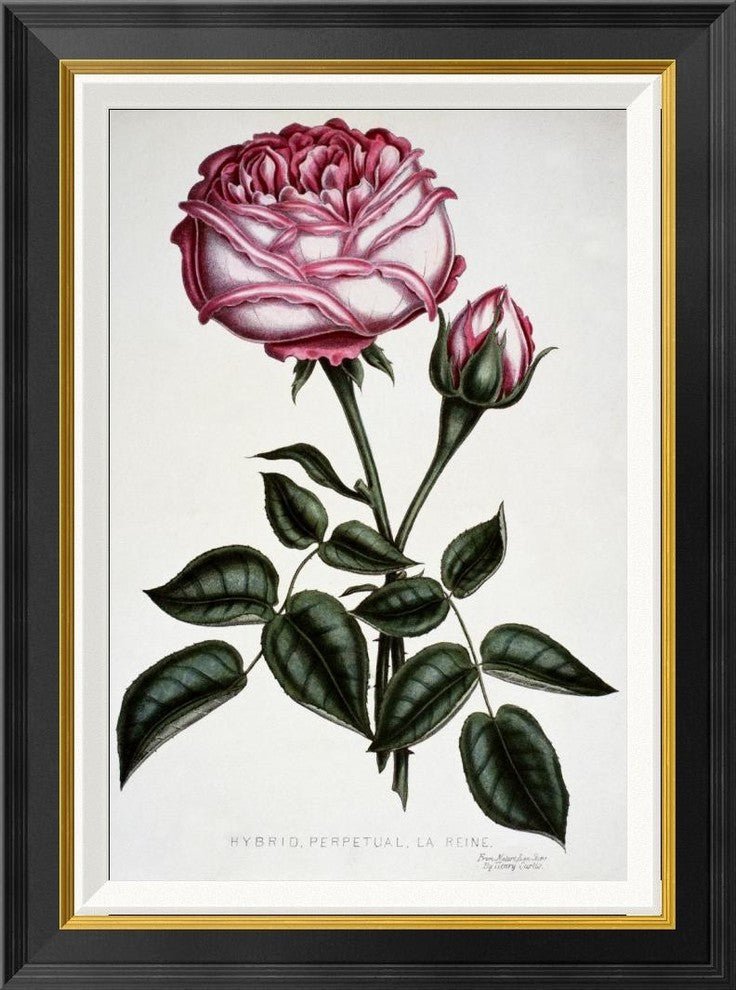 "Hybrid, Perpetual, La Reine" Framed Canvas Giclee by Henry Curtis, 21x28"