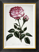 "Hybrid, Perpetual, La Reine" Framed Canvas Giclee by Henry Curtis, 21x28"