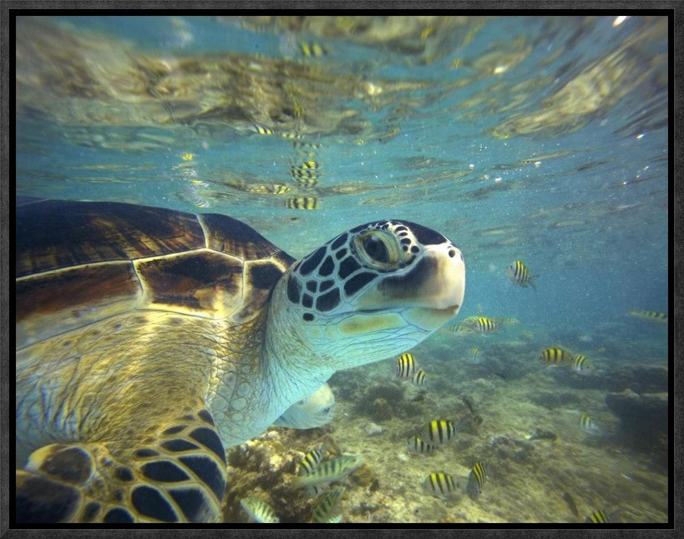 "Green Sea Turtle, Balicasag Island, Philippines"  by Tim Fitzharris, 17x13"