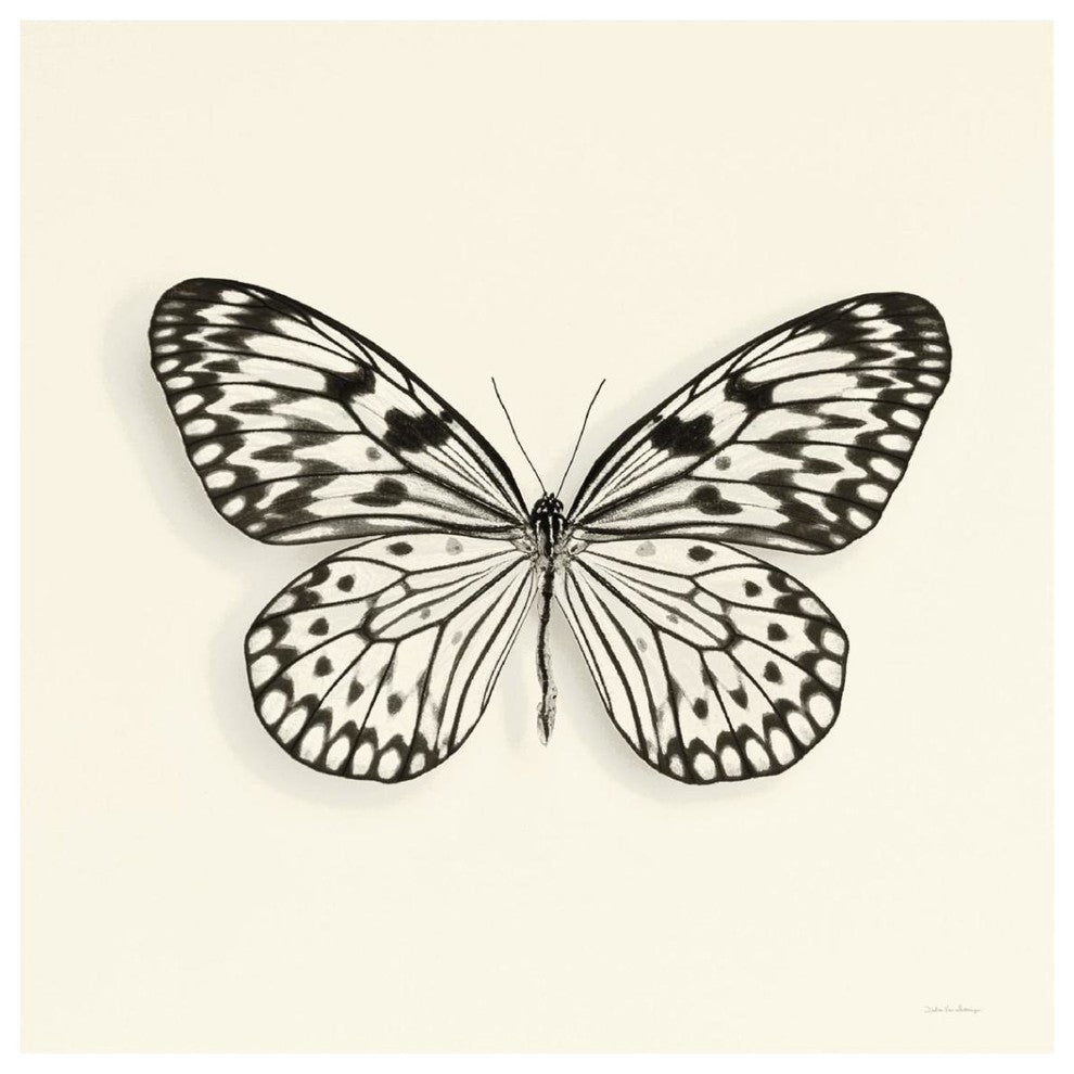 "Butterfly V - BW" Digital Paper Print by Debra Van Swearingen, 38"x38"
