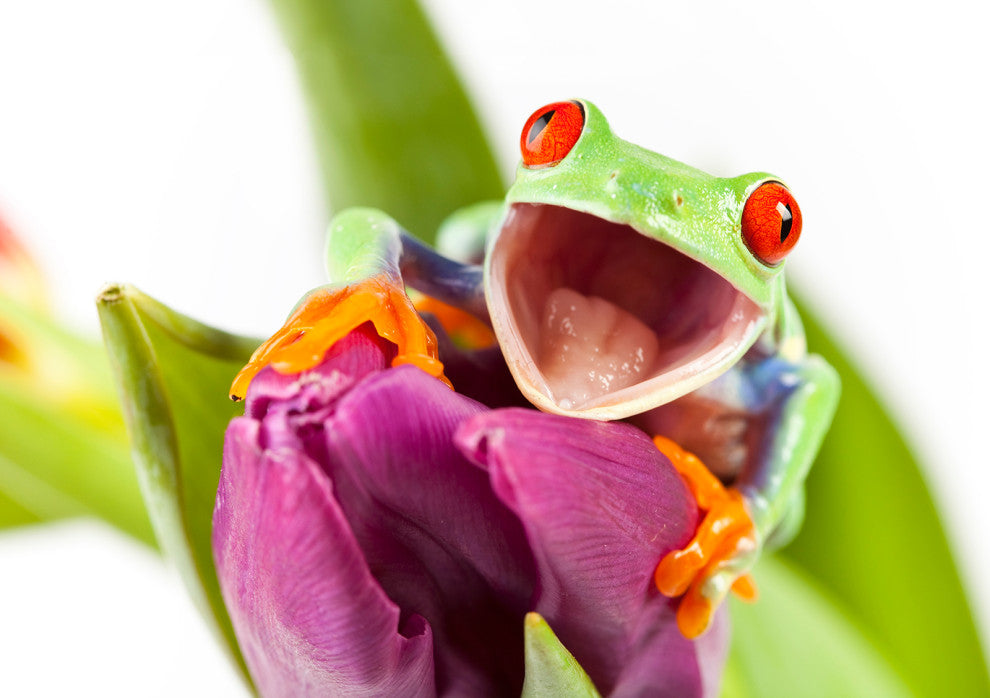 Red Eyed Tree Frog on Purple Tulip Flower Wildlife Photo Canvas Wall Art Print, 18" X 24"