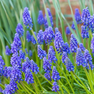 Baby Blue Flower Bulb Spring Collection, 40 Bulbs