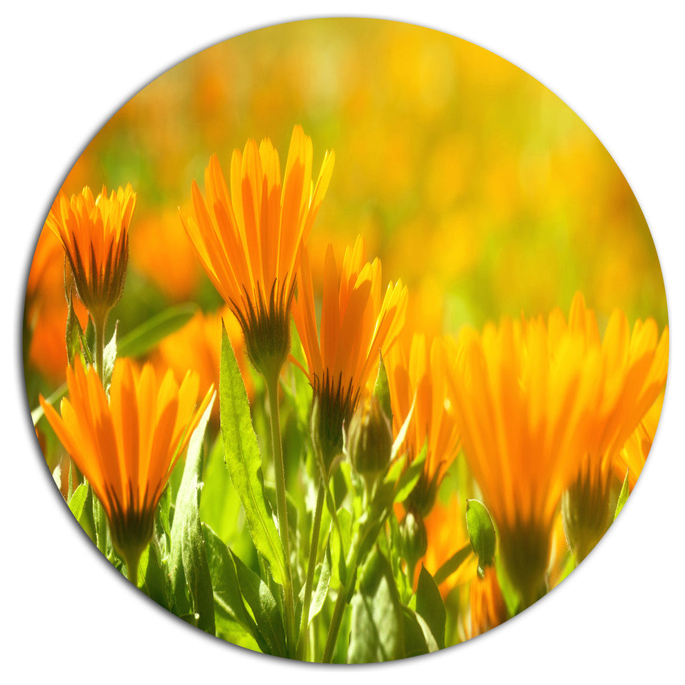 Orange Marigold Flowers In Sunlight, Floral Round Wall Art, 36"