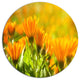 Orange Marigold Flowers In Sunlight, Floral Round Wall Art, 36"