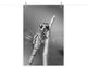 Dragonfly at Bombay Hook Black and White Unframed Wall Art Print, 12" X 18"