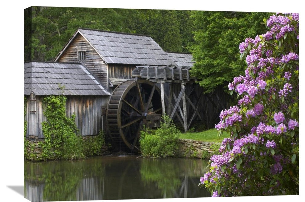 "Rhododendron Blossoming At Mabry Mill, Blue Ridge Parkway, Virginia" Artwork