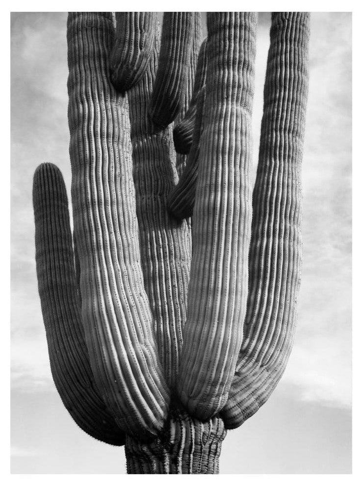 "Cactus Saguaros, Saguro National Monument, ca. 1941-1942" Paper Art, 14"x18"
