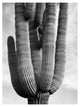 "Cactus Saguaros, Saguro National Monument, ca. 1941-1942" Paper Art, 14"x18"
