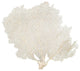 Cream Seafan 25-30 IN