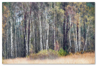 Cora Niele 'Birches' Canvas Art