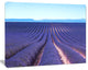 Endless Rows of Lavender Flowers, Floral Canvas Art print, 40"x30"