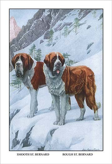 Two Saint Bernards - Gallery Wrapped Canvas Art 28" x 42"