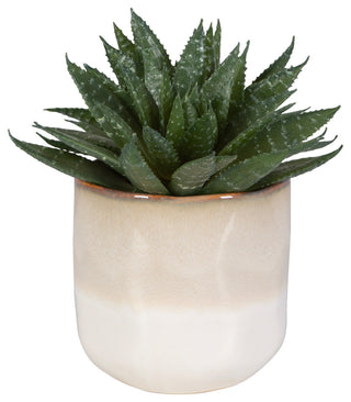 Doha Succulent Accent