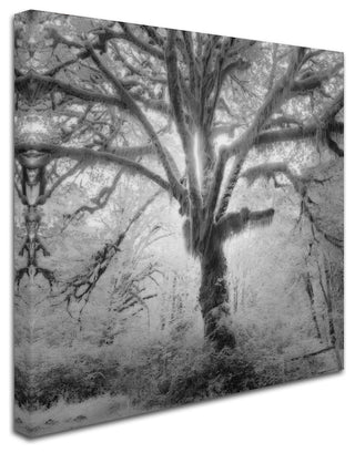 "Lightning Tree II" Canvas Art by Moises Levy