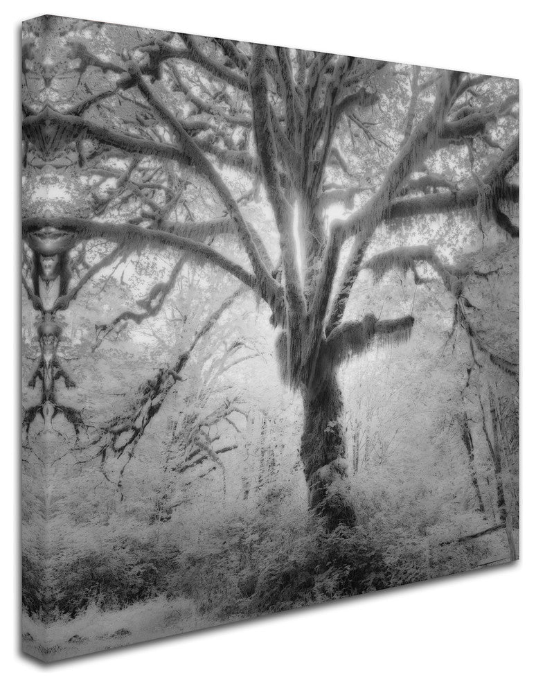 "Lightning Tree II" Canvas Art by Moises Levy