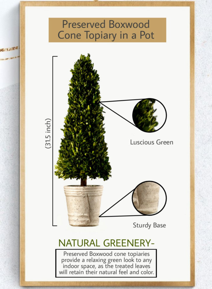 Serene Spaces Living Preserved Boxwood Cone Topiary in a Pot, 31.5" H & 9" D