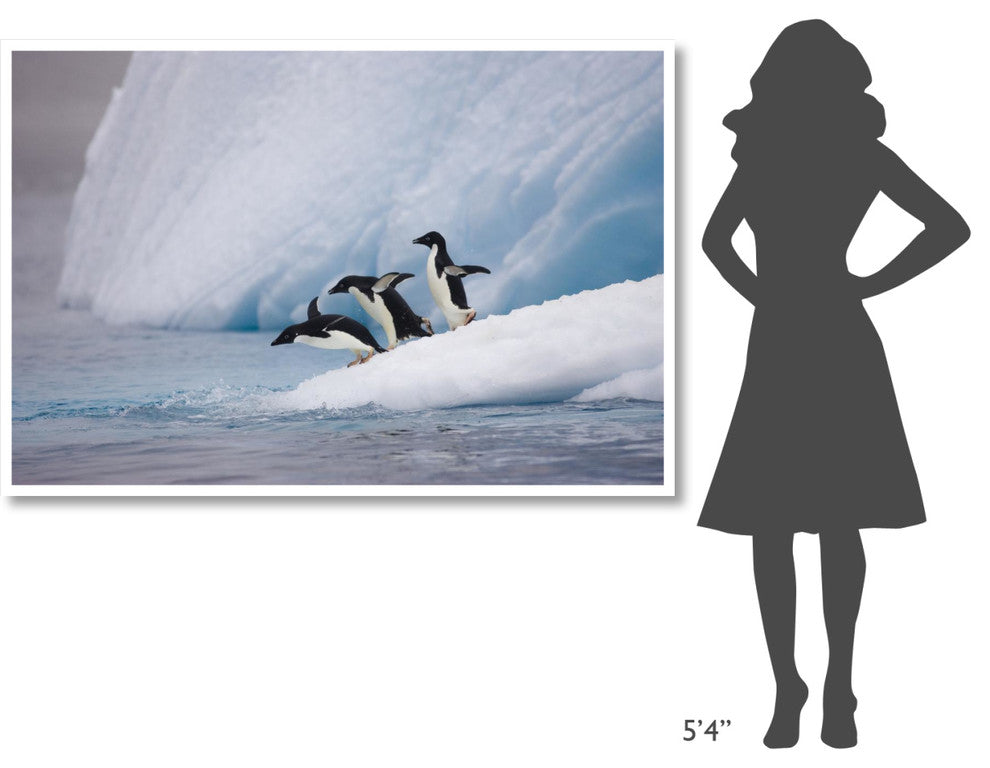 "Adelie Penguin trio diving off iceberg, Paulet Island" Paper Art, 62"x42"