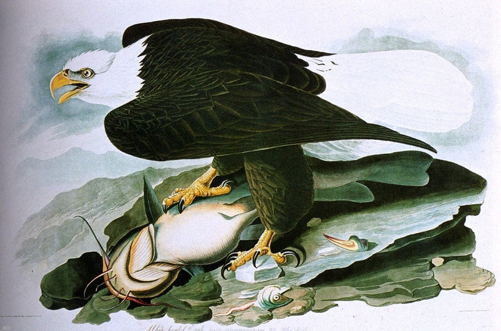 John James Audubon The Bald-Headed Eagle From Birds Of America Wrapped Canvas