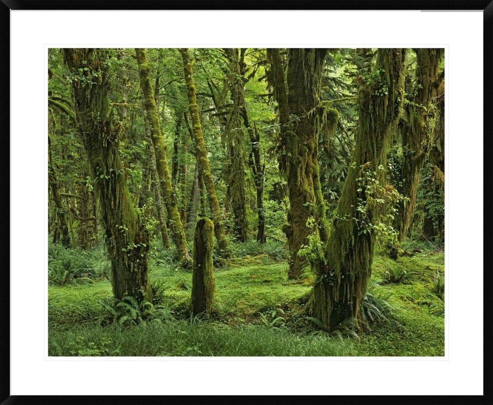 "Hoh Rainforest, Olympic National Park, Washington"  by Tim Fitzharris, 40x32"