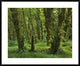 "Hoh Rainforest, Olympic National Park, Washington"  by Tim Fitzharris, 40x32"
