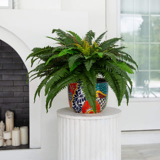 Lifestyle shot showing full plant in interior setting; full product visible.