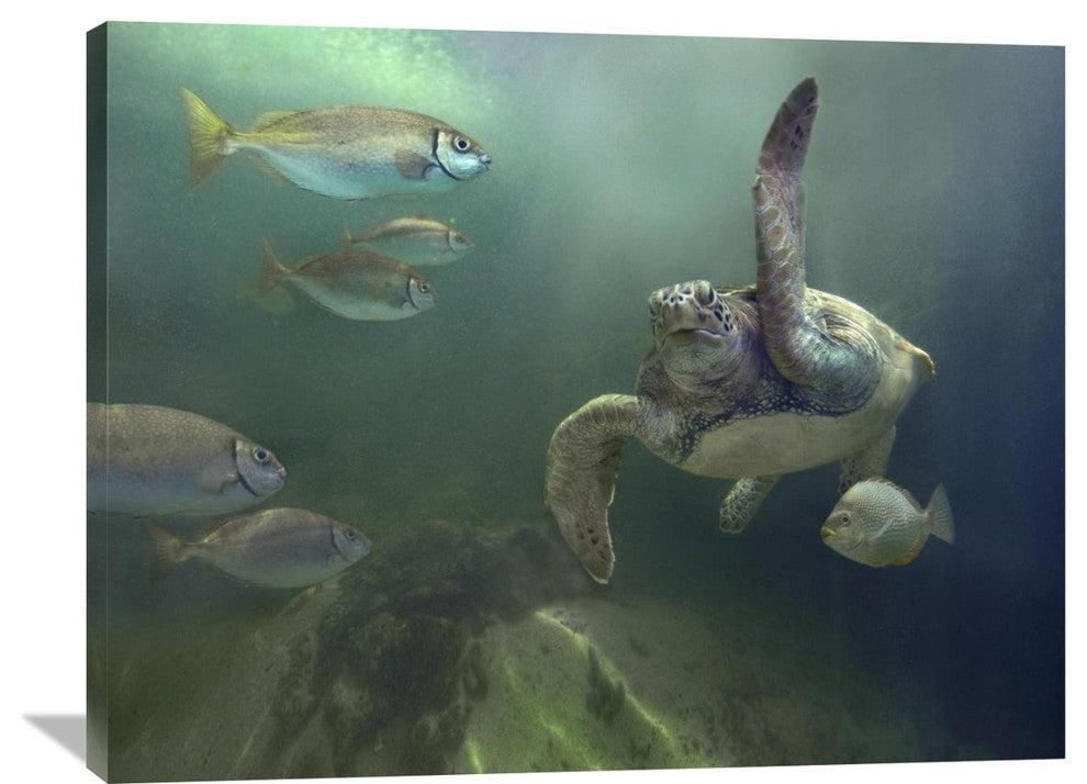 "Green Sea Turtle And Fish, Sabah, Malaysia" Artwork, 40" x 30"