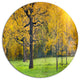 Sunny Park With Oak Panorama, Landscape Large Disc Metal Wall Art, 23"