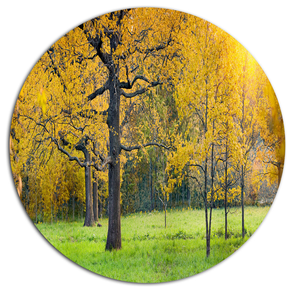 Sunny Park With Oak Panorama, Landscape Large Disc Metal Wall Art, 23"