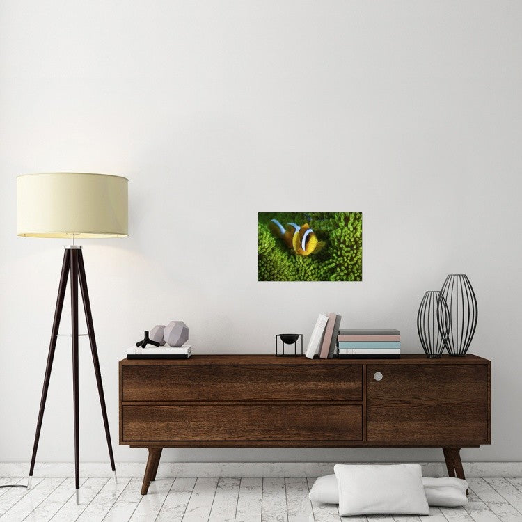 "Yellow Clownfish On Green Anemon" Canvas Giclee by Barathieu Gabriel, 24"x16"