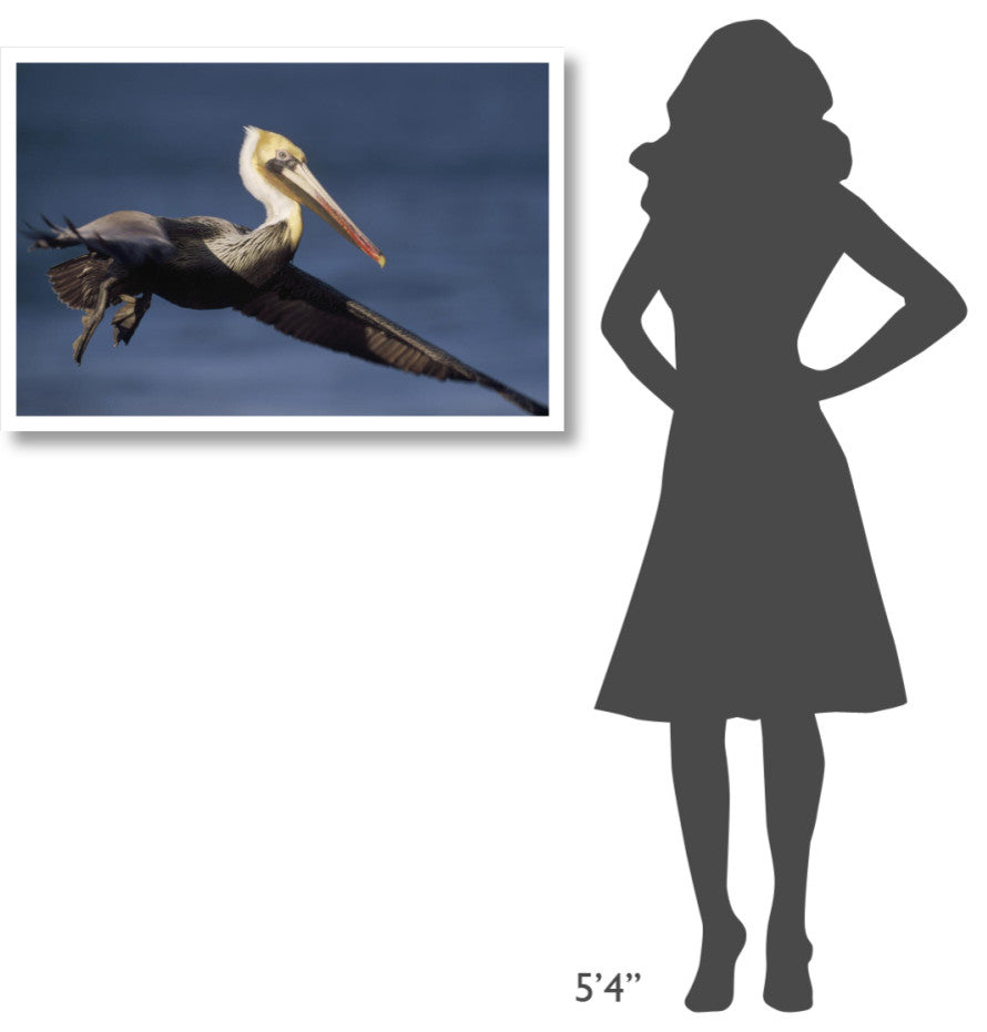 "Brown Pelican flying, California" Paper Print by Tim Fitzharris, 38"x26"