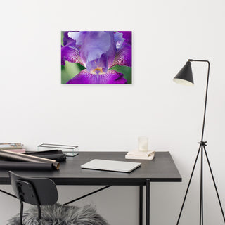 Glowing Iris Floral Nature Photography Canvas Wall Art Print, 18" X 24"