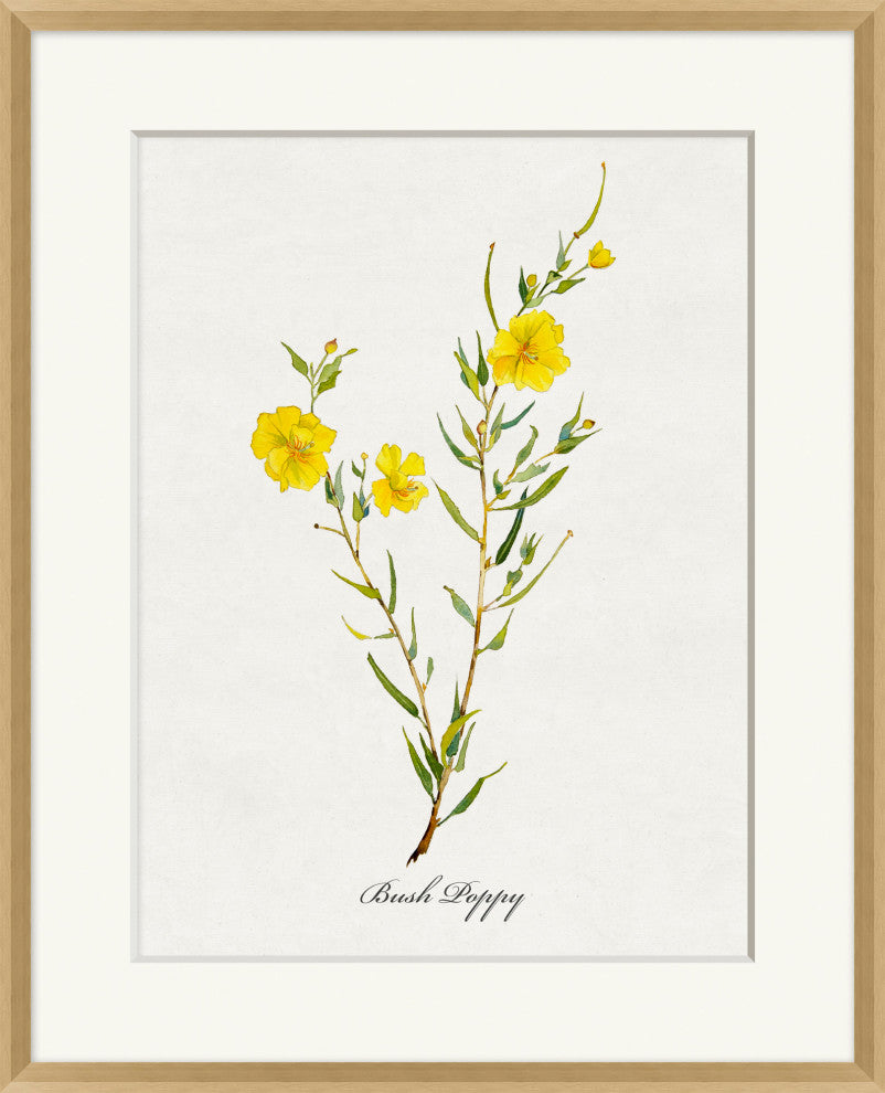 Valley Wildflower Bush Poppy, Giclee Reproduction Artwork