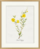 Valley Wildflower Bush Poppy, Giclee Reproduction Artwork
