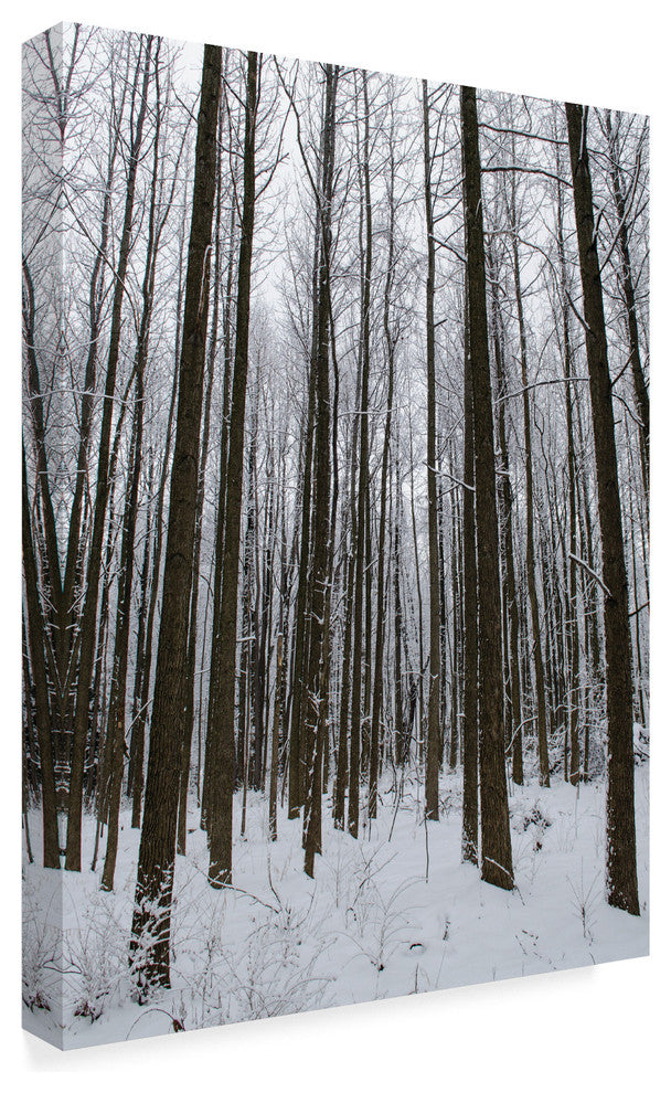 "Winter Tall Trees" by Thom Sivo, Canvas Art, 47"x35"