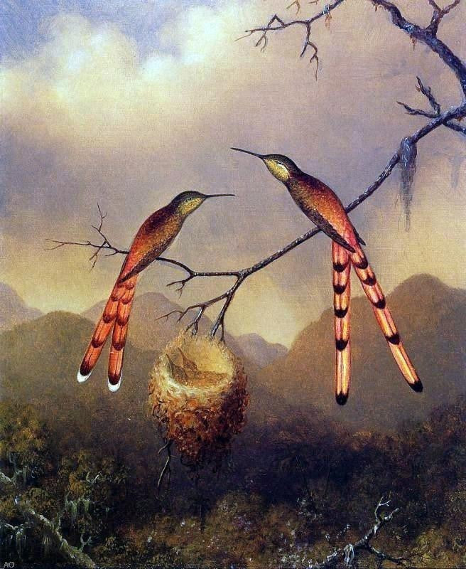 Martin Johnson Heade Two Hummingbirds with Their Young Gallery Wrapped Canvas