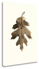"California Red Oak" By Alan Blaustein, Giclee Print on Gallery Wrap Canvas