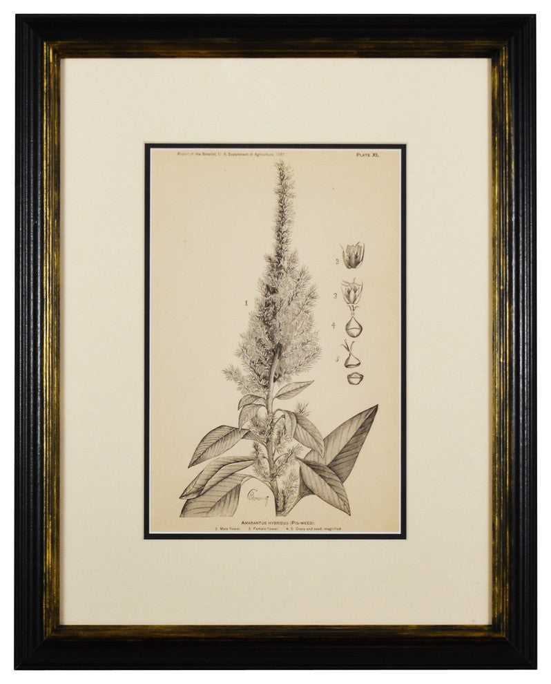 Original Vintage 1887 Botanical Herb Framed Print, Set of 2