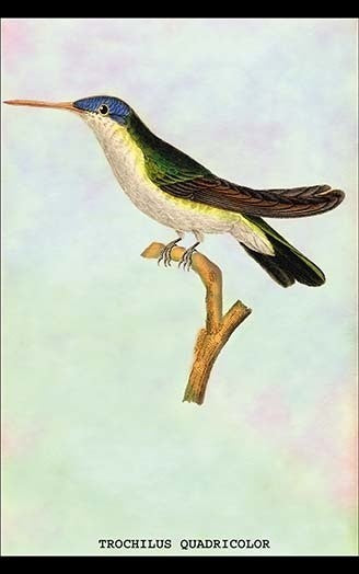 Hummingbird: Trochilus Quadricolor - Gallery Wrapped Canvas Art 28" x 42"