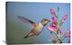 "Rufous Hummingbird Juvenile Feeding On Flowers, New Mexico" Artwork, 36" x 24"