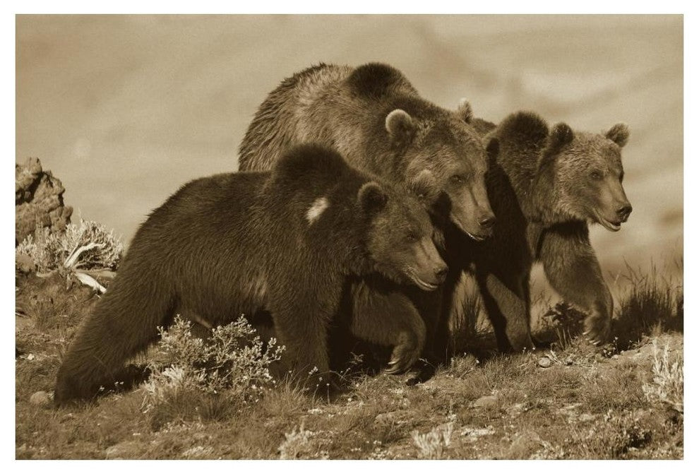 "Grizzly Bear mother with 1 year old cubs, North America" Paper Art, 50"x34"