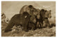 "Grizzly Bear mother with 1 year old cubs, North America" Paper Art, 50"x34"