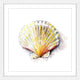 "Sea Scallop" Framed Print by Rachel Byler