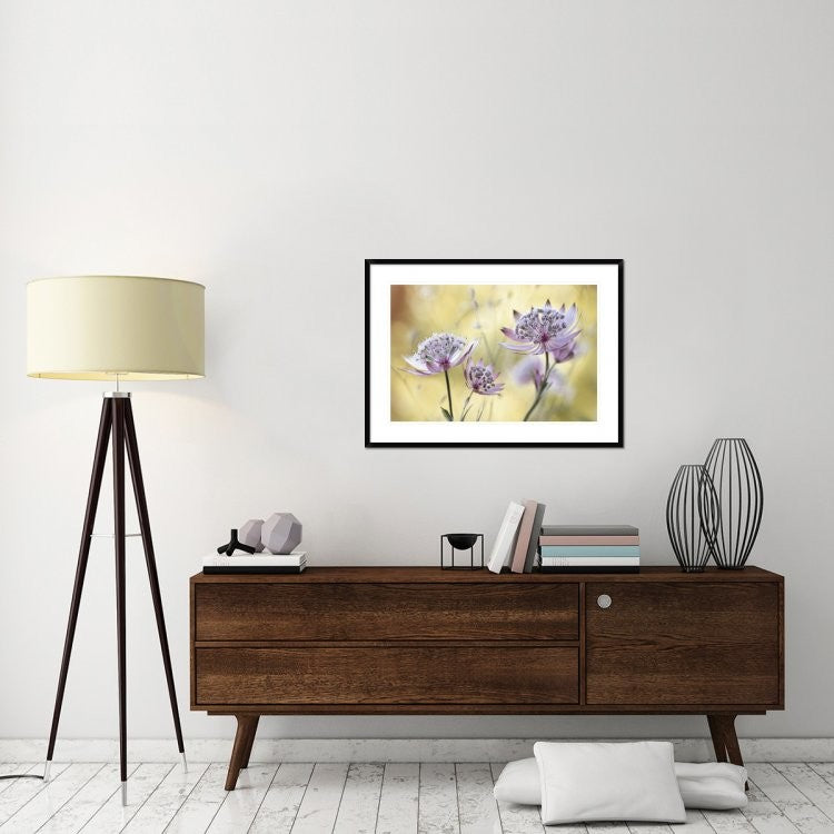 "Astrantia Major" Framed Digital Print by Mandy Disher, 38"x28"
