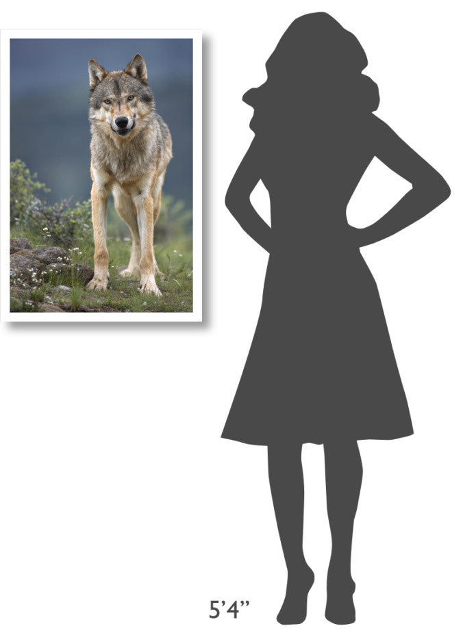 "Gray Wolf North America" Digital Paper Print by Tim Fitzharris, 22"x32"