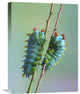 "The Encounter" Stretched Canvas Giclee by Jimmy Hoffman, 17"x22"