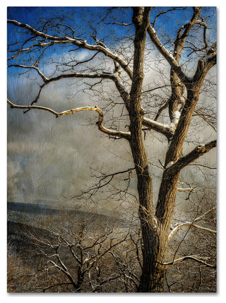 'Tree In Winter' Canvas Art by Lois Bryan