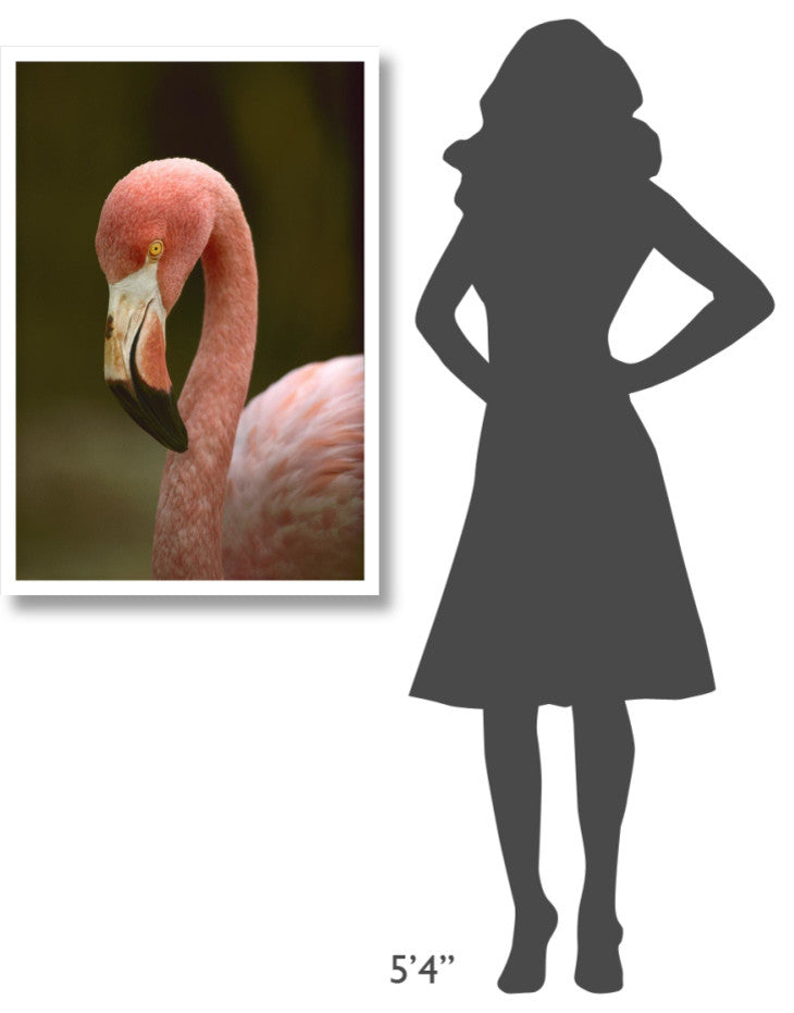 "Greater Flamingo, Caribbean" Digital Paper Print by Tim Fitzharris, 26"x38"