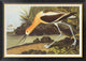 "American Avocet" Framed Canvas Giclee by John James Audubon, 42"x30"