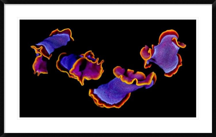 "Flamenco" Framed Digital Print by Andrey Narchuk, 44x28"