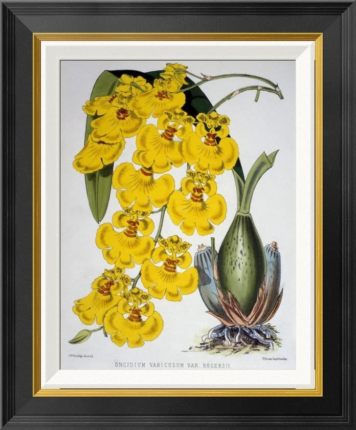 "Oncidium Varicosum Var. Rogers II"  by Samuel Jennings, 18x22"